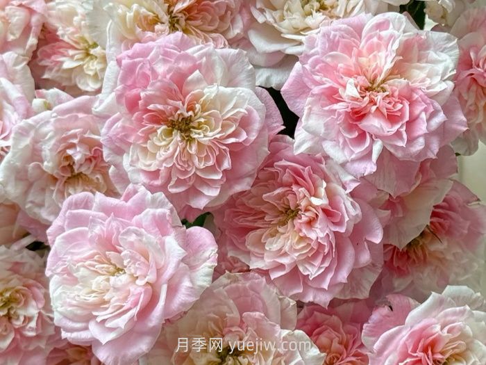 幸福之門(mén)月季的介紹和優(yōu)缺點(diǎn)(圖1)