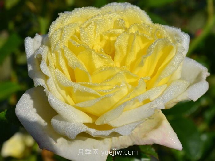 ?檸檬雪酪月季的介紹和優(yōu)缺點(diǎn)(圖1)