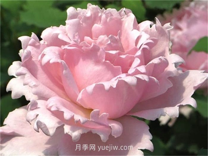 索菲羅莎月季的介紹和優(yōu)缺點(diǎn)(圖1)