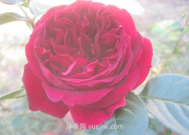 自由精靈月季的介紹和優(yōu)缺點(diǎn)(圖1)