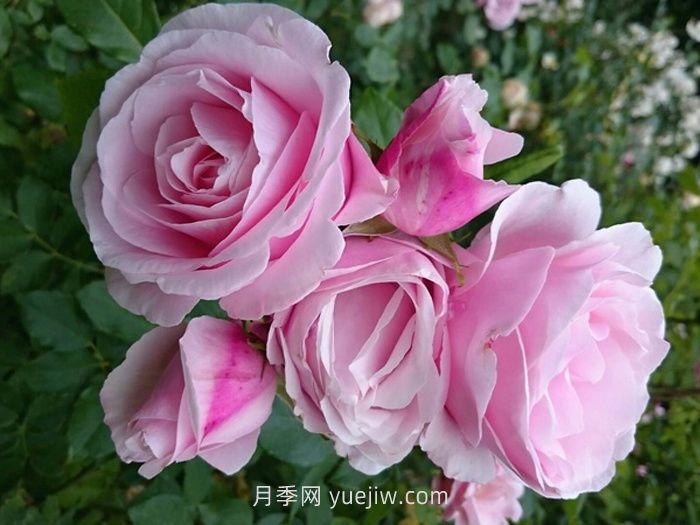 情書(shū)月季的介紹和優(yōu)缺點(diǎn)(圖1)