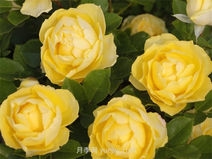 金絲雀月季的介紹和優(yōu)缺點(diǎn)(圖1)