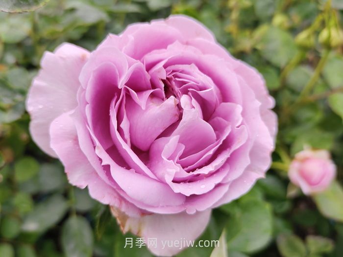 藍色颶風(fēng)月季介紹和優(yōu)缺點(diǎn)(圖1)