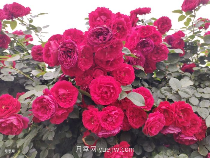 藤本月季第幾年爆發(fā)花量***多?(圖1)