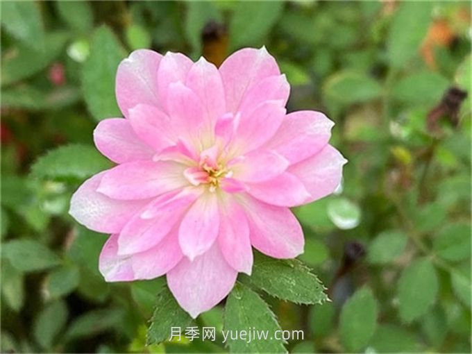 姬乙女月季介紹和優(yōu)缺點(diǎn)(圖1)