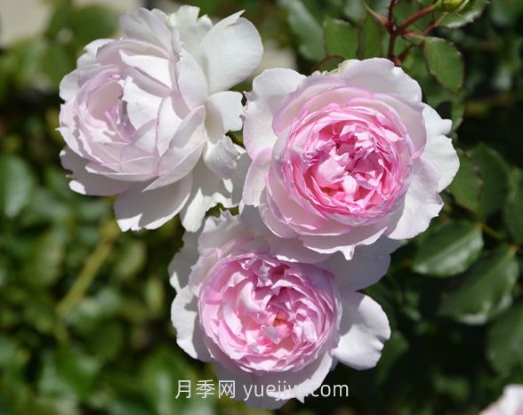瑪莎月季介紹和優(yōu)缺點(diǎn)(圖1)