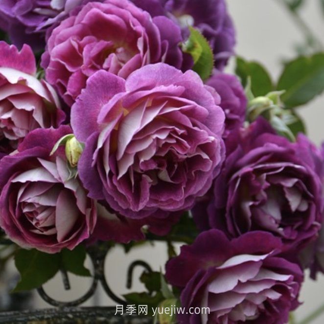 奧菲歐月季介紹和優(yōu)缺點(diǎn)(圖1)