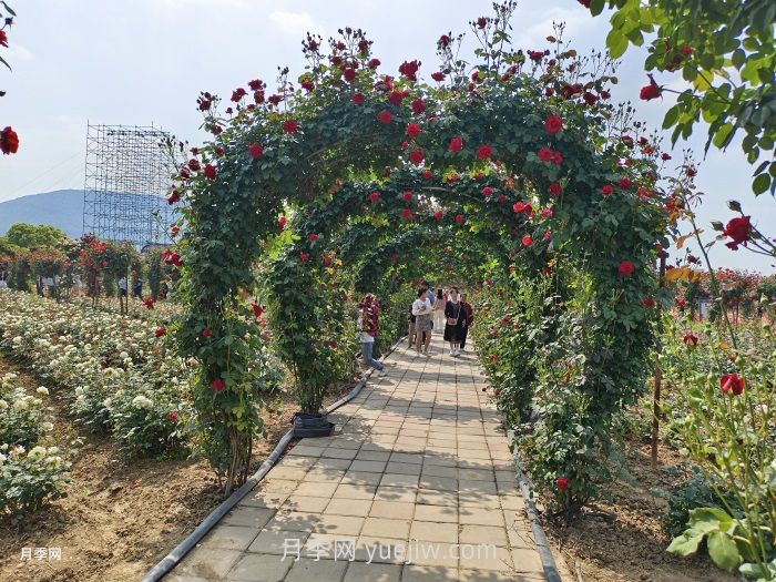 夏季很多月季和花木快速衰弱死亡，是什么原因？(圖1)