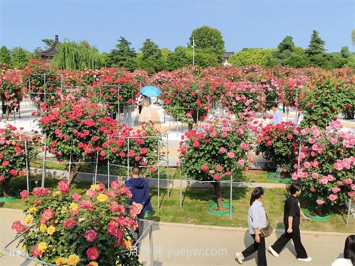園林花木景觀(guān)應用(圖2)