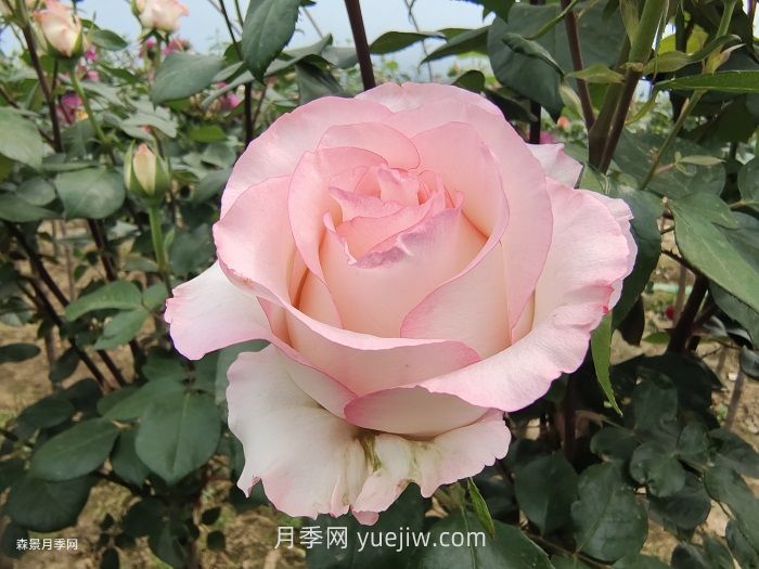 園林人必須知道的88個(gè)花卉基本知識點(diǎn)(圖1)