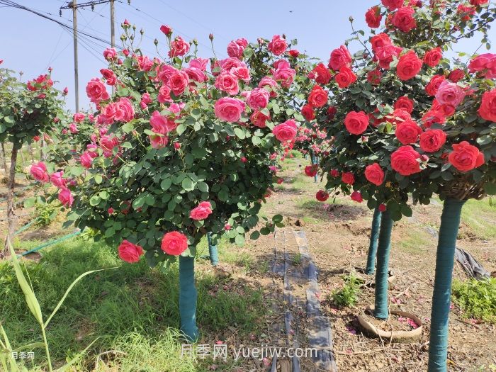 園林人必須知道的88個(gè)花卉基本知識點(diǎn)(圖2)