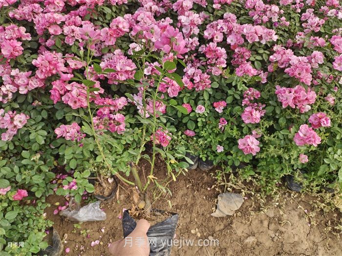 園林人必須知道的88個(gè)花卉基本知識點(diǎn)(圖3)