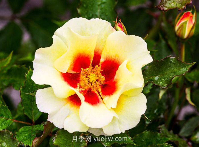  奶油巴比倫眼睛月季介紹和優(yōu)缺點(diǎn)(圖1)