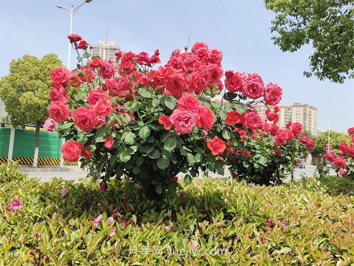 北方常見(jiàn)園林植物合集(圖1)