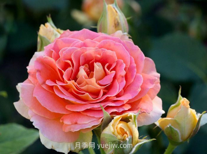 永遠的艾帕索月季和銅管樂(lè )隊月季哪個(gè)更好？(圖2)