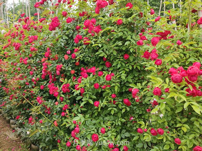 紅木香月季盆栽還是地栽好？(圖1)