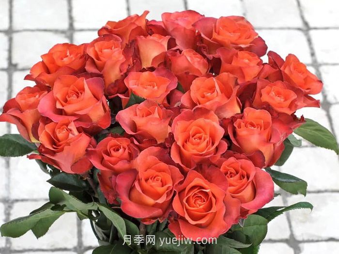 咖啡時(shí)間月季/休憩/咖啡突破(圖2)