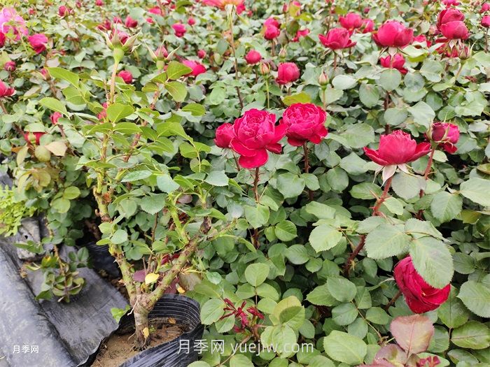 內蒙古區域可以種植月季嗎？(圖1)
