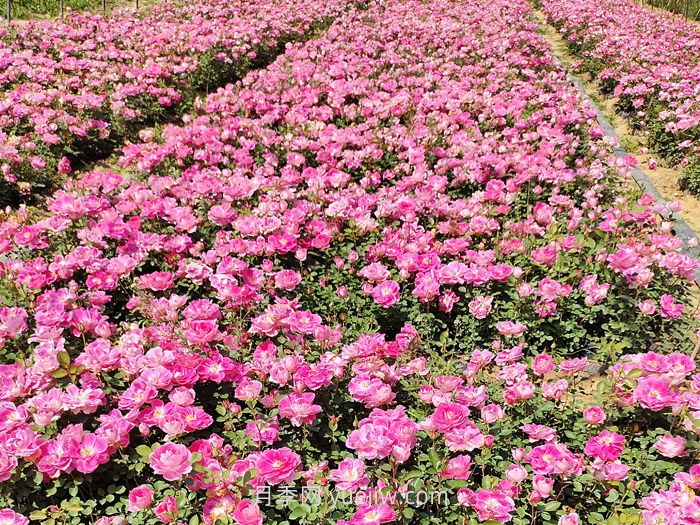 北方綠化帶常見(jiàn)植物及名稱(chēng)(圖1)