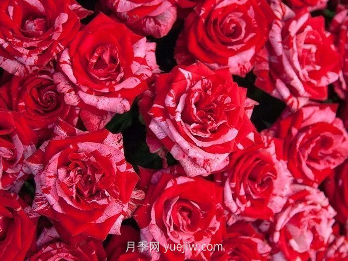 21朵玫瑰花的花語(yǔ)是什么？(圖1)
