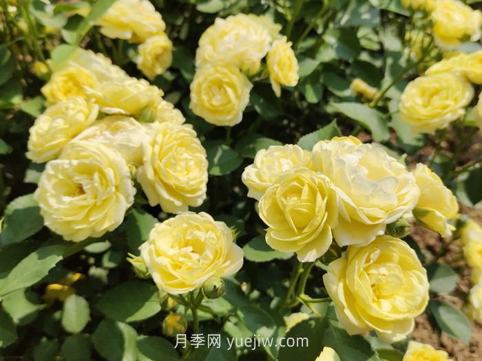 月季花的習性，要求什么樣的種植環(huán)境？(圖1)