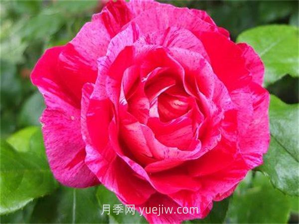 瓦薩加明月季介紹和優(yōu)缺點(diǎn)(圖1)