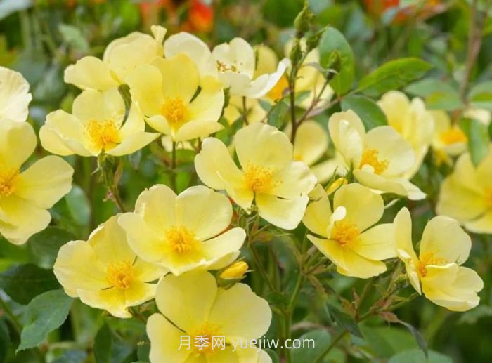 姍姍而來(lái)月季介紹和優(yōu)缺點(diǎn)(圖1)