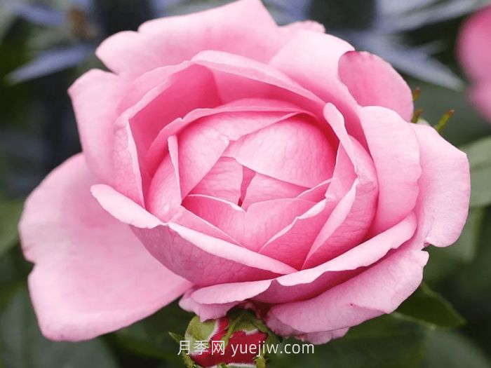 德西里渴望月季介紹和優(yōu)缺點(diǎn)(圖1)