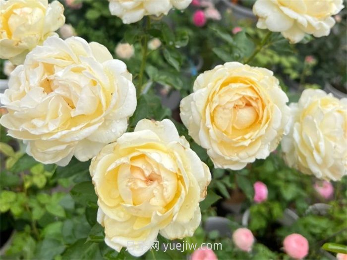 象牙伊芙伯爵月季介紹和優(yōu)缺點(diǎn)(圖1)
