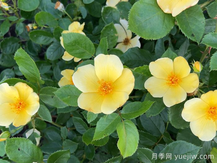 姍姍而來(lái)月季/溫柔的托特琳月季(圖2)