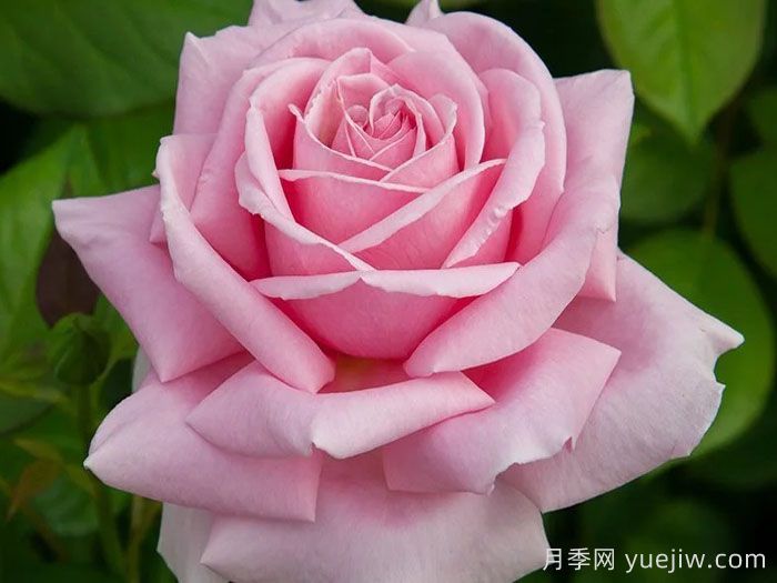 費德里克米斯塔爾月季介紹和優(yōu)缺點(diǎn)(圖1)