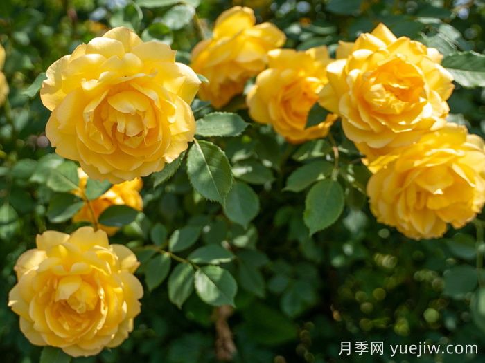 傾慕月季介紹和優(yōu)缺點(diǎn)(圖1)