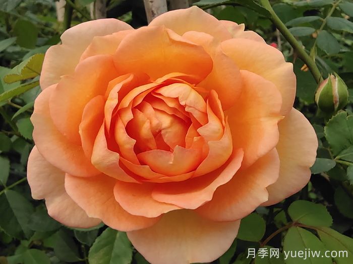 傾慕月季和夏洛特夫人月季的區別(圖1)