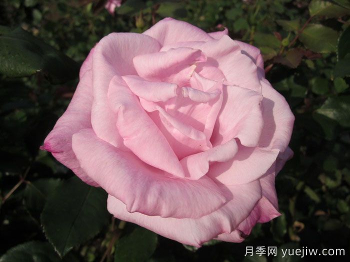 桃香月季介紹和優(yōu)缺點(diǎn)(圖1)