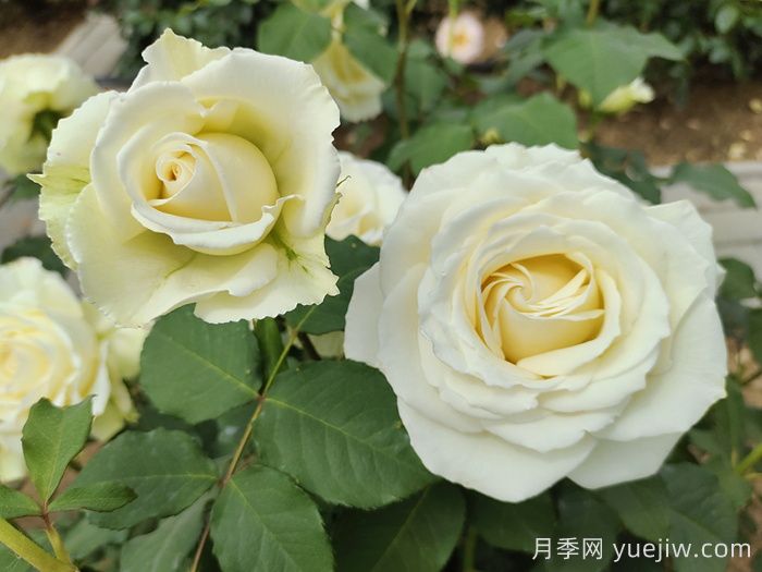 坦尼克月季介紹和優(yōu)缺點(diǎn)(圖2)