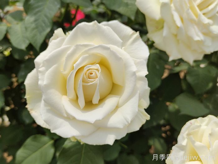 坦尼克月季介紹和優(yōu)缺點(diǎn)(圖1)