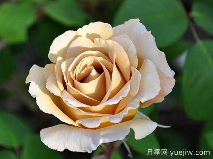 奶油糖果月季介紹和優(yōu)缺點(diǎn)(圖1)