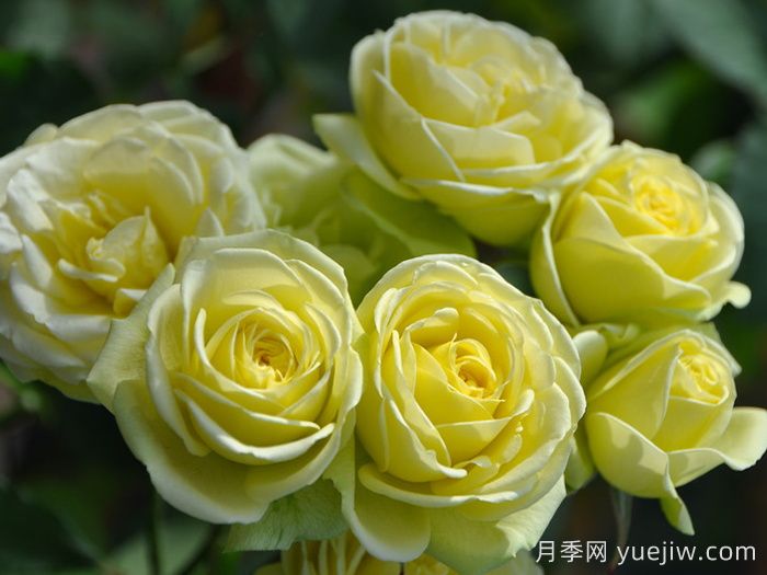 奶油龍沙寶石月季是藤本還是灌木？(圖1)