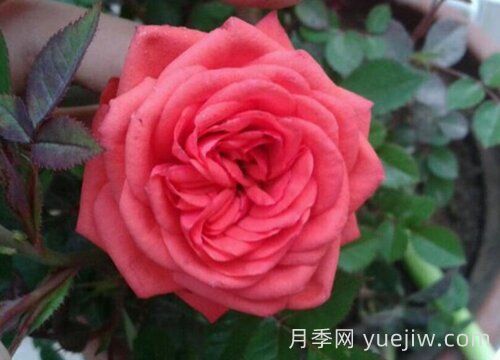 伊芙風(fēng)情月季介紹和優(yōu)缺點(diǎn)(圖1)