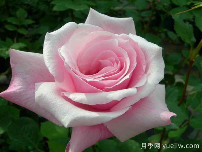 桃香月季/香桃月季(圖2)