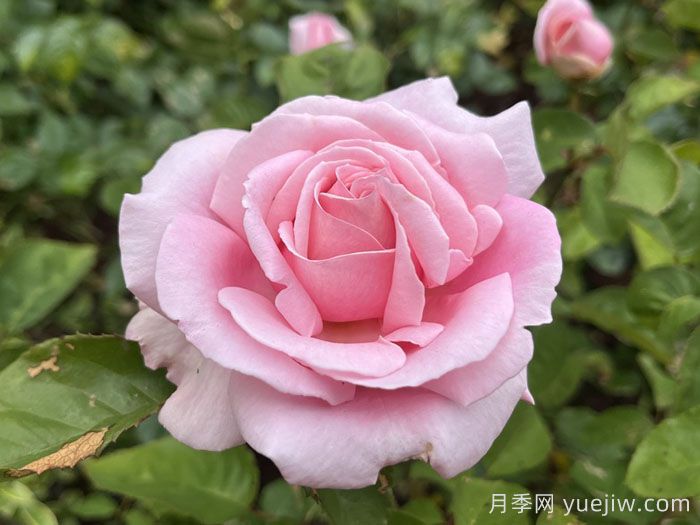 弗雷德里克米斯塔爾月季/米斯特拉香水/兒童玫瑰(圖2)