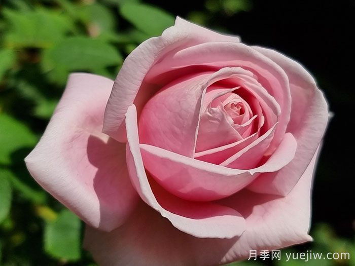 弗雷德里克米斯塔爾月季/米斯特拉香水/兒童玫瑰(圖3)