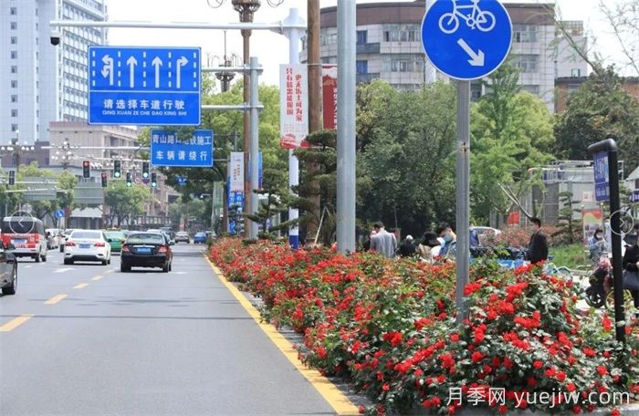 南昌30條月季大道 300萬(wàn)株月季滿(mǎn)城飄香(圖1)