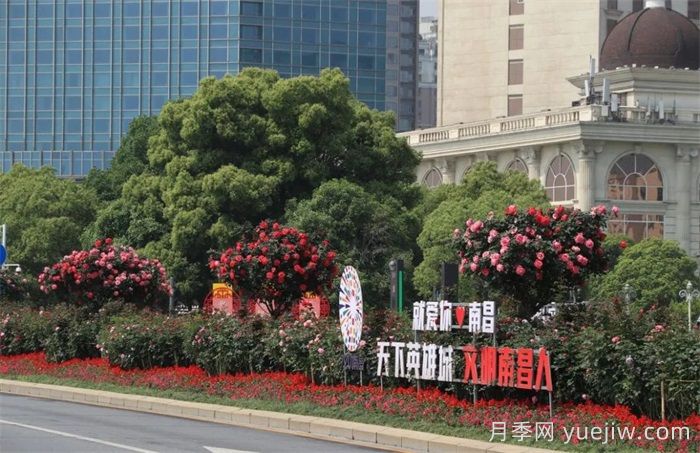 南昌30條月季大道 300萬(wàn)株月季滿(mǎn)城飄香(圖2)