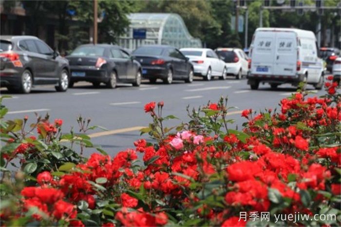 南昌30條月季大道 300萬(wàn)株月季滿(mǎn)城飄香(圖3)