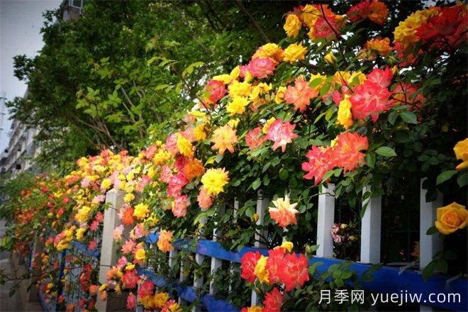 香飄九州美不勝收！丹陽(yáng)驚現五彩月季花墻場(chǎng)景！(圖1)