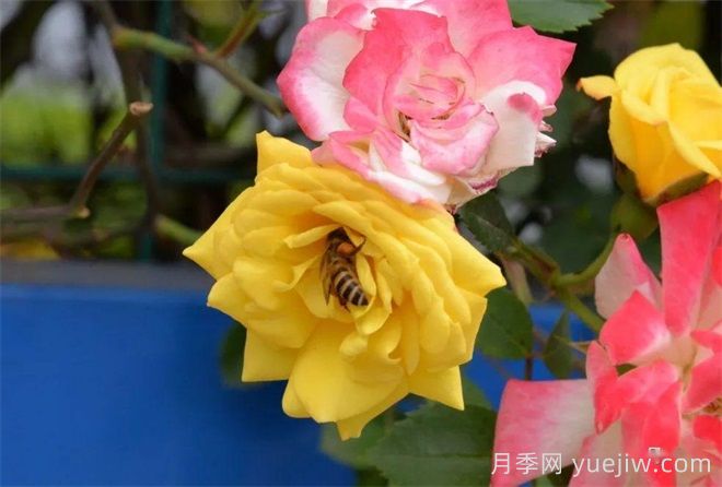 香飄九州美不勝收！丹陽(yáng)驚現五彩月季花墻場(chǎng)景！(圖2)