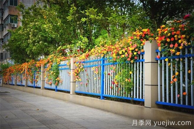 香飄九州美不勝收！丹陽(yáng)驚現五彩月季花墻場(chǎng)景！(圖3)
