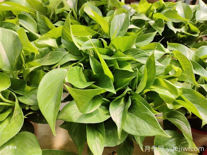 50種常見(jiàn)花卉綠植的養護指南(圖1)