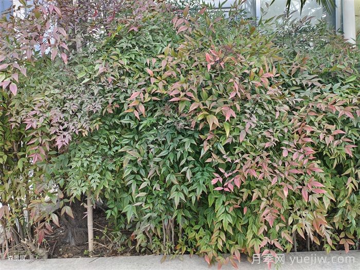50種常見(jiàn)花卉綠植的養護指南(圖2)